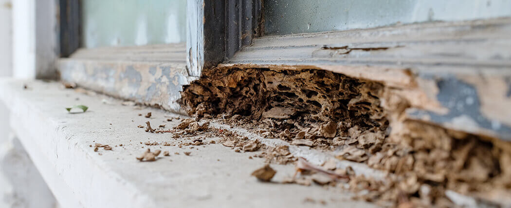 termite damage in Saint Simons Island Termite damage