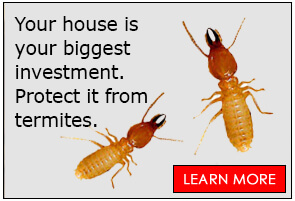 Redfern Pest Solutions termite solutions icon