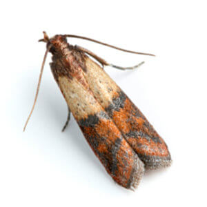 stored product moth