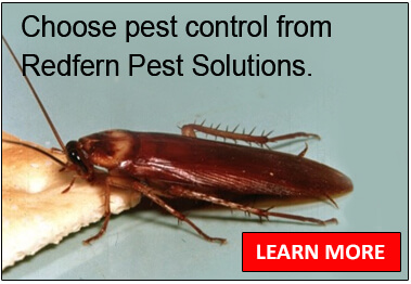 Redfern Pest Solutions pest control service